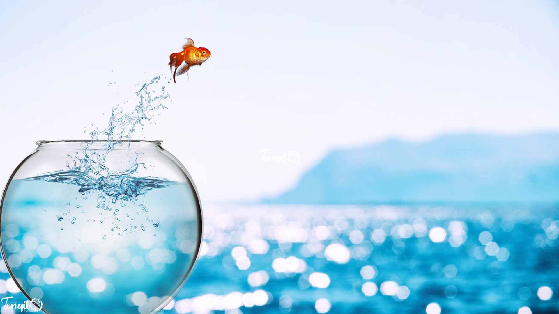 آب شفاف و سالم آکواریوم برای ماهیان آب شیرین