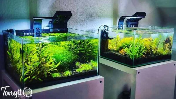 راهنمای انتخاب آکواریوم مناسب برای میگو: اصول و نکات کلیدی