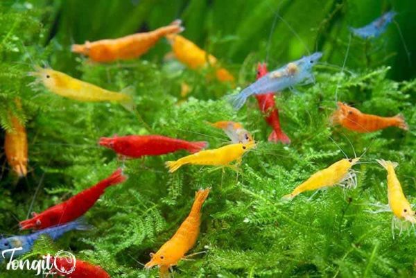 راهنمای انتخاب میگو آکواریومی: گونه‌های مناسب برای آکواریوم شما