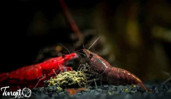 تغذیه میگوهای آکواریومی از غذای تجاری: تأمین مواد مغذی مورد نیاز