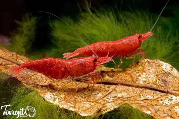 تغذیه میگوهای آکواریومی از میکروارگانیسم‌های روی برگ خشک: یک منبع غذایی طبیعی و مغذی