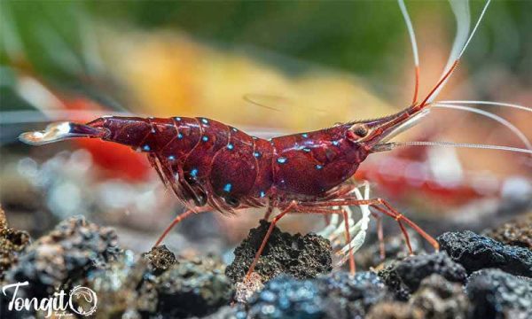 میگوی سولاوسی بر روی بستر آکواریوم؛ تماشای زیبایی در دل شن‌های آرام