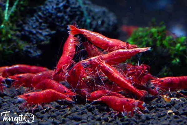 میگو قرمز آتشین (Fire Red Shrimp)؛ درخشان‌ترین میگوی نئوکاردینا