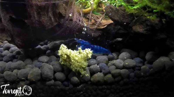 Neocardina shrimp aquarium decoration - تنگیتو