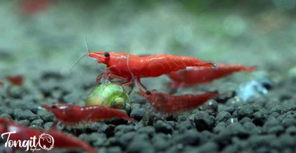 میگو ساکورا (Sakura Shrimp)؛ ترکیبی از زیبایی و مقاومت