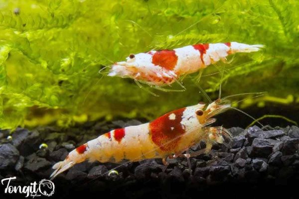 چالش‌های نگهداری از میگوهای کاردینا