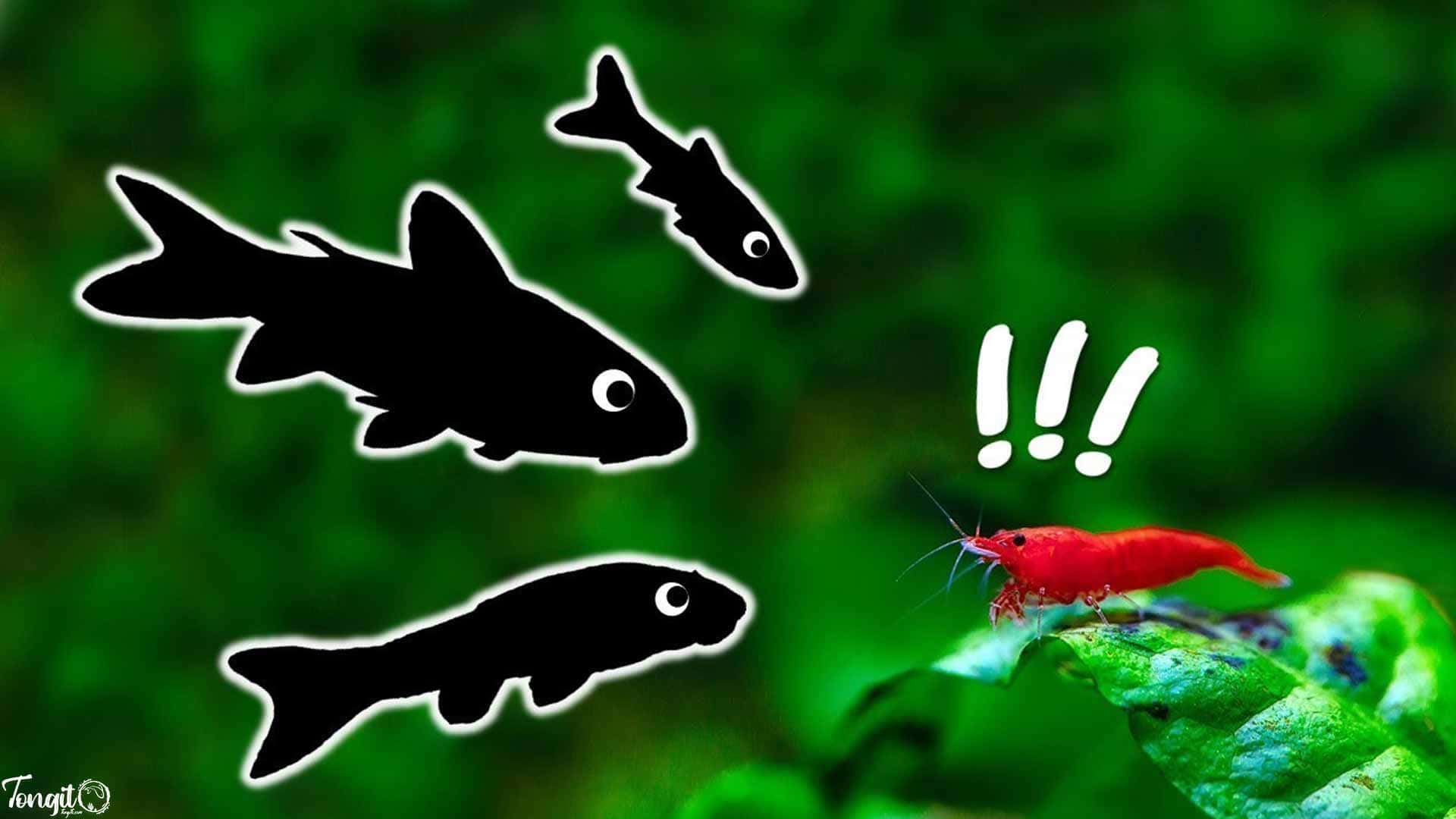 هم‌زیستی میگو با ماهی در آکواریوم؛ چگونه یک اکوسیستم متعادل بسازیم؟