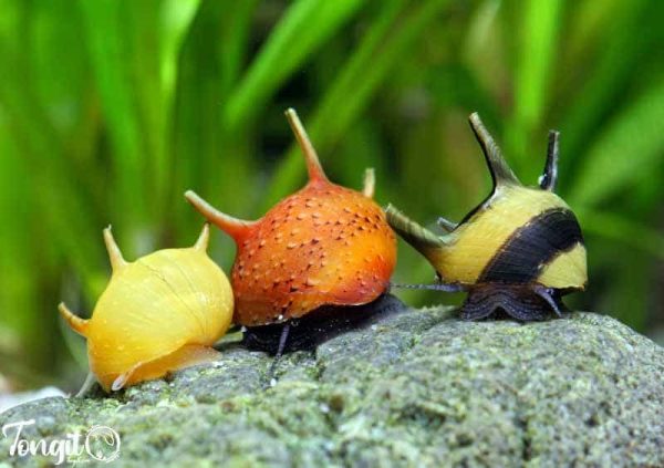 سه میگوی شاخ‌دار رنگارنگ؛ تابلویی زنده از زیبایی‌های دنیای زیر آب