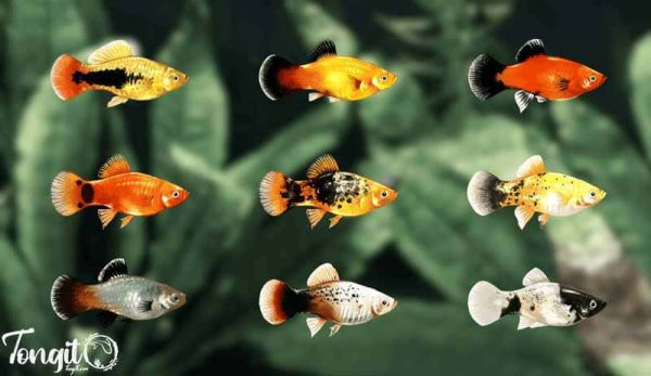 انواع ماهی پلاتی مناسب برای آکواریوم میگو؛ هم‌زیستی رنگارنگ و آرام در دنیای زیر آب