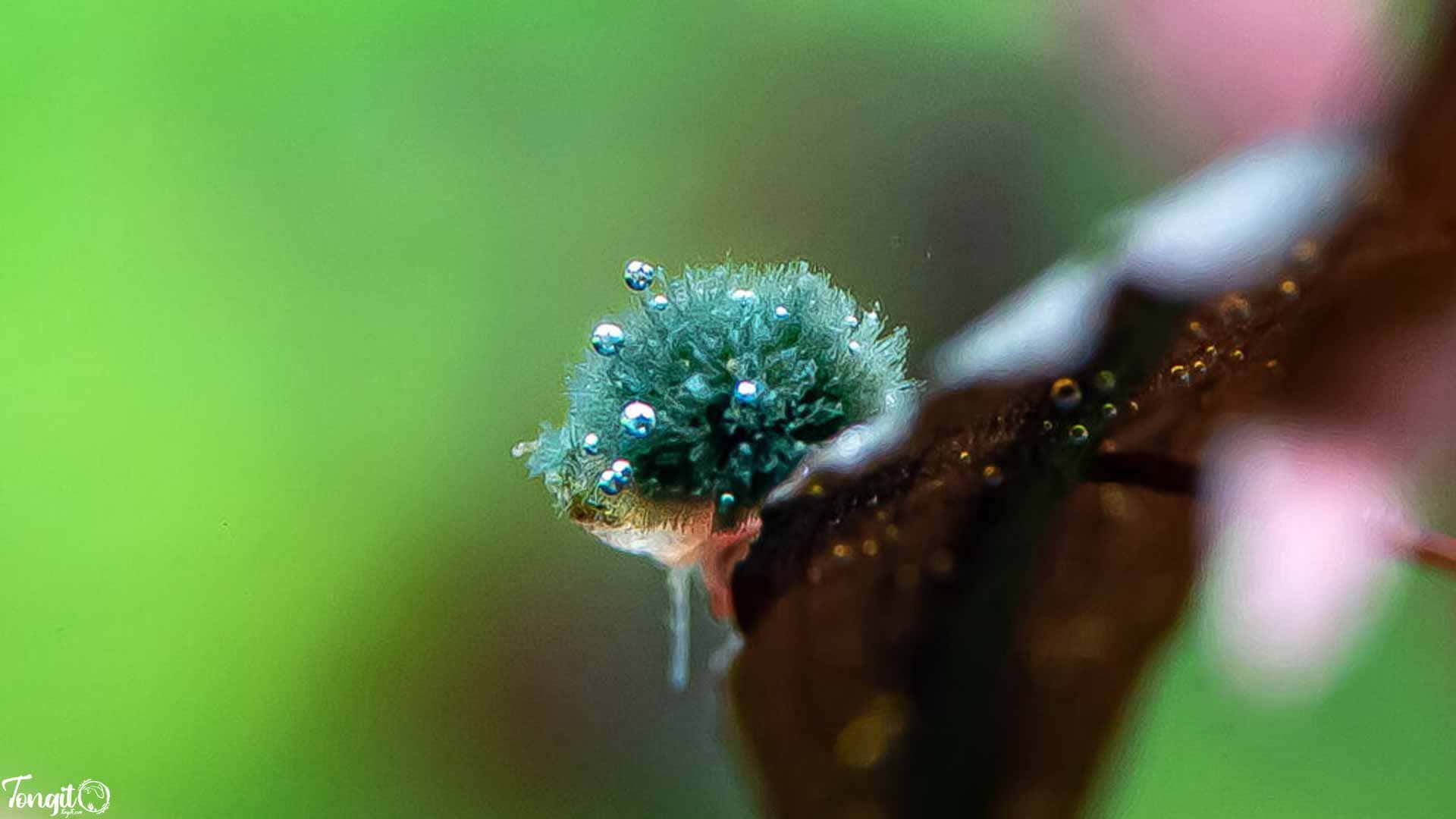 نمای نزدیک از جلبک سیاه ریش‌دار در آکواریوم آب شیرین