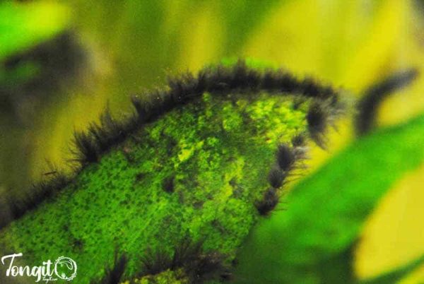 رشد جلبک سیاه ریشدار روی برگ گیاه آنوبیاس در آکواریوم