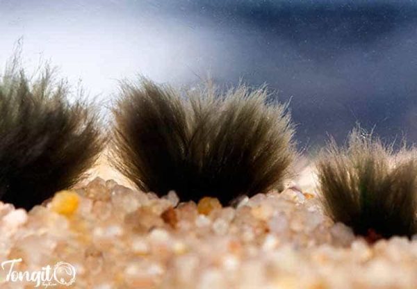 رشد جلبک سیاه ریشدار بر سطح شن عربی در کف آکواریوم