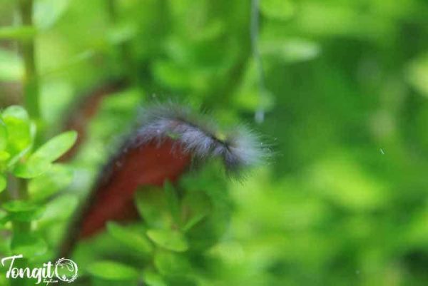 نمای نزدیک جلبک سیاه ریشدار بر سطح برگ گیاهان آکواریومی