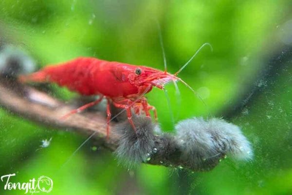 تغذیه میگو رد چری از جلبک سیاه ریشدار در آکواریوم