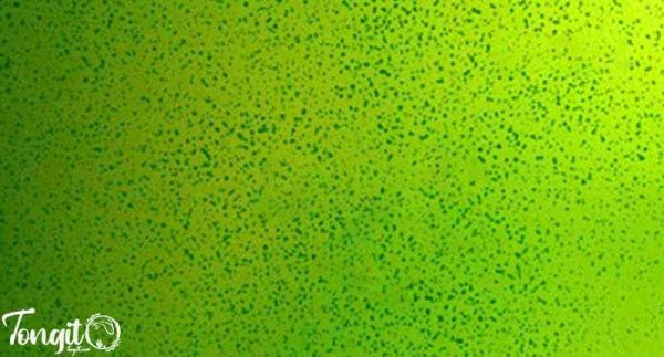 جلبک سبز نقطه‌ای روی شیشه آکواریوم؛ نشانه‌ای از عدم تعادل شرایط زیستی