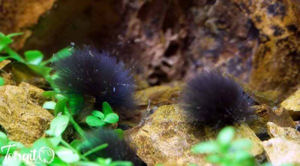 گسترش جلبک سیاه ریشدار روی سنگهای تزئینی کف آکواریوم