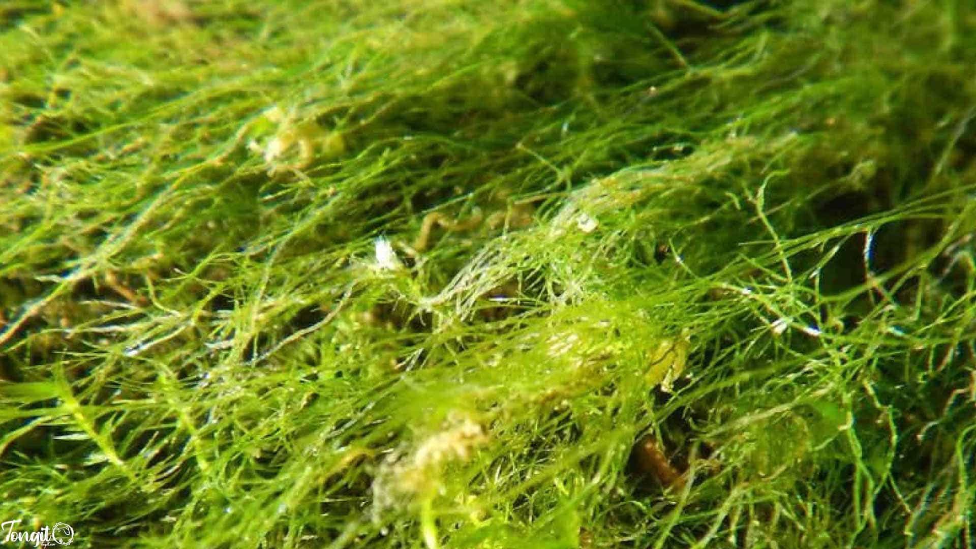 مهم‌ترین دلایل رشد جلبک در آکواریوم آب شیرین؛ علت‌یابی یک مشکل رایج در میان آکواریوم‌داران