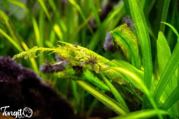 تأثیر دیاکسید کربن (CO₂) بر رشد جلبک سیاه ریشدار و سلامت گیاهان آکواریومی