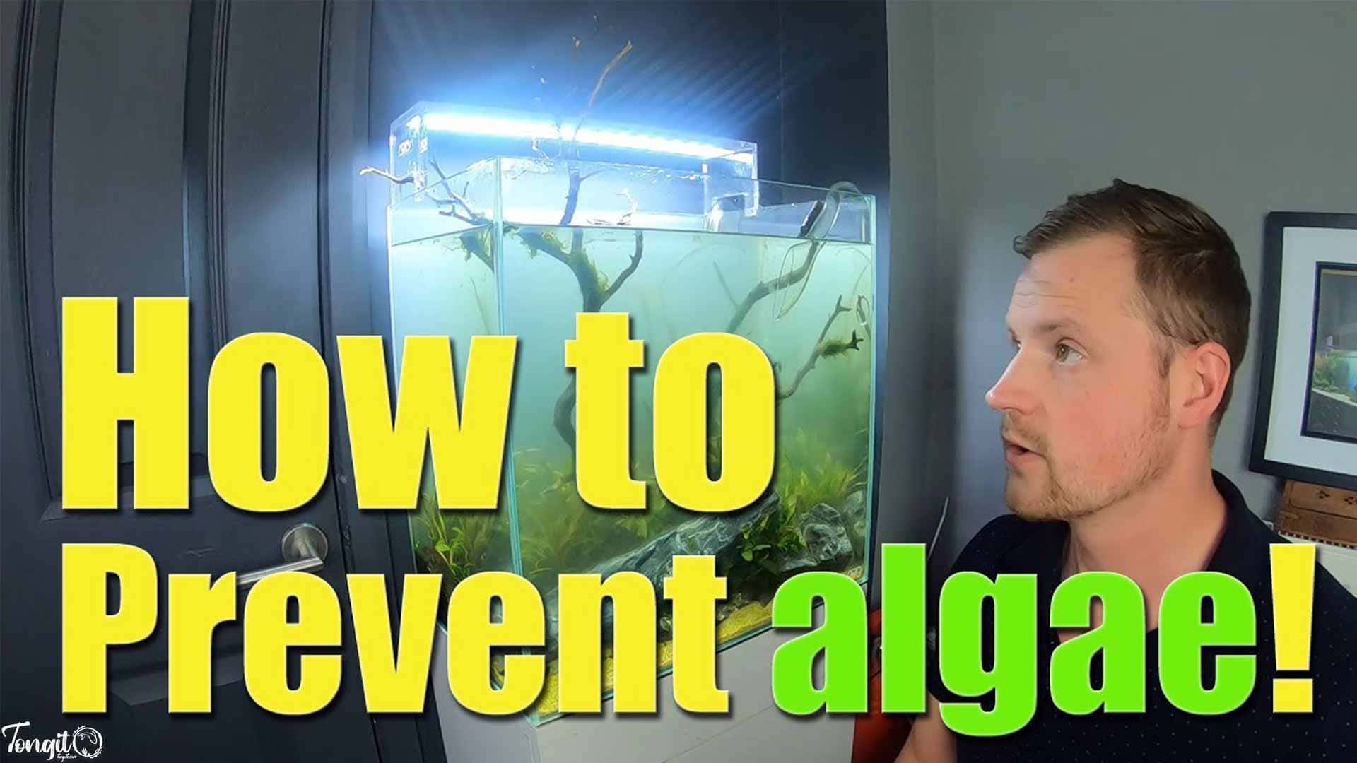 پیشگیری از جلبک در آکواریوم آب شیرین