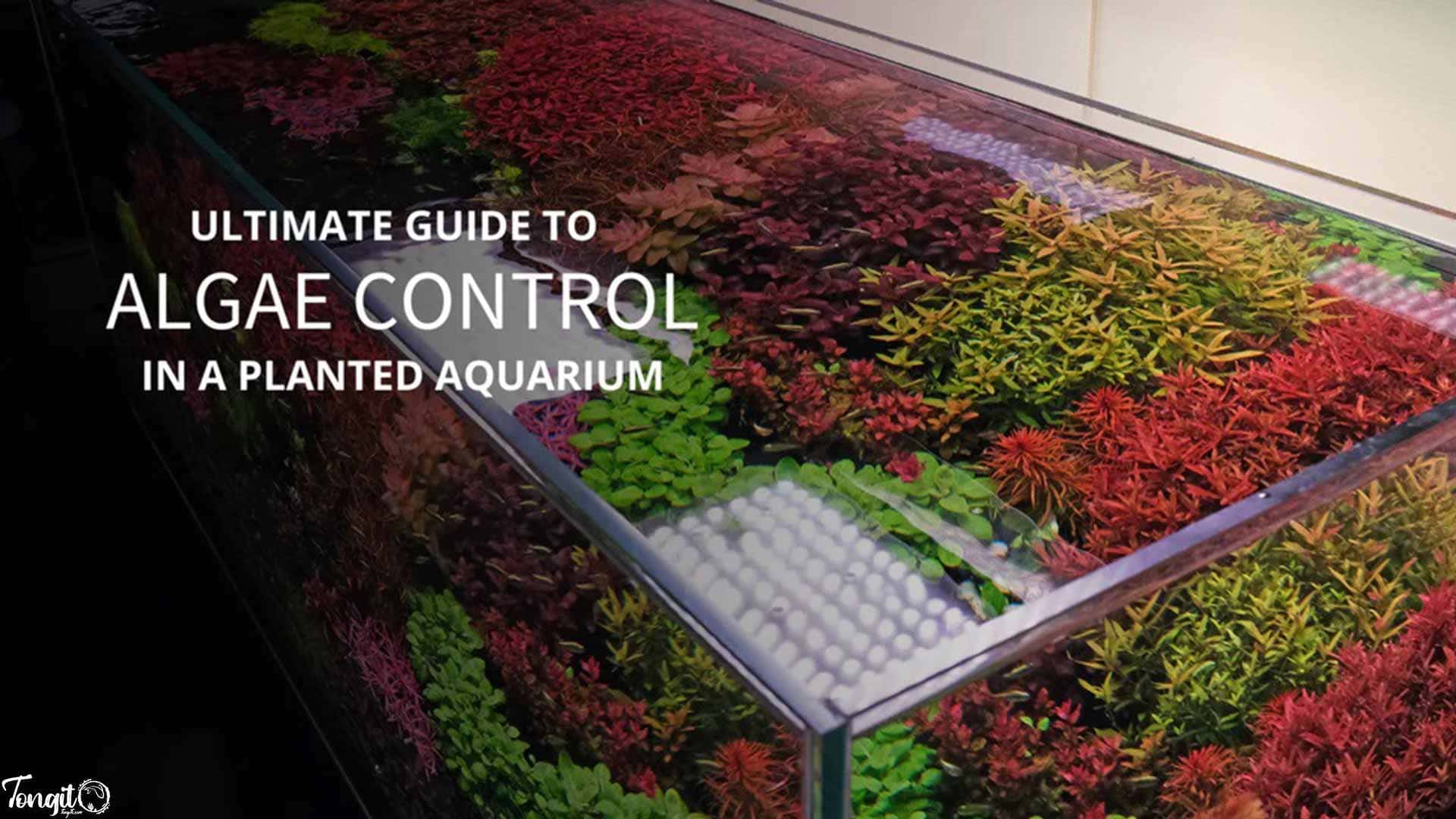 کنترل جلبک در آکواریوم آب شیرین؛ راهنمای جامع و کاربردی