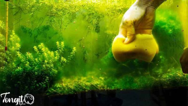 پاک‌سازی دستی جلبک از شیشه آکواریوم برای پیشگیری از گسترش جلبک