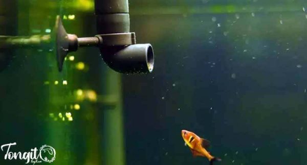 گردش بهینه آب؛ راهکاری کلیدی برای کنترل جلبک در آکواریوم